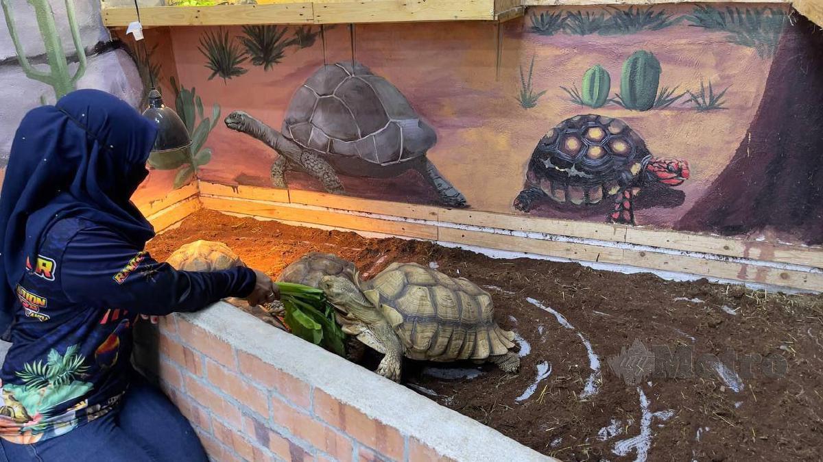 ISTERI Alim Jefferi turut membantu memberi makan kura-kura gergasi spesies African Sulcata Tortoise.