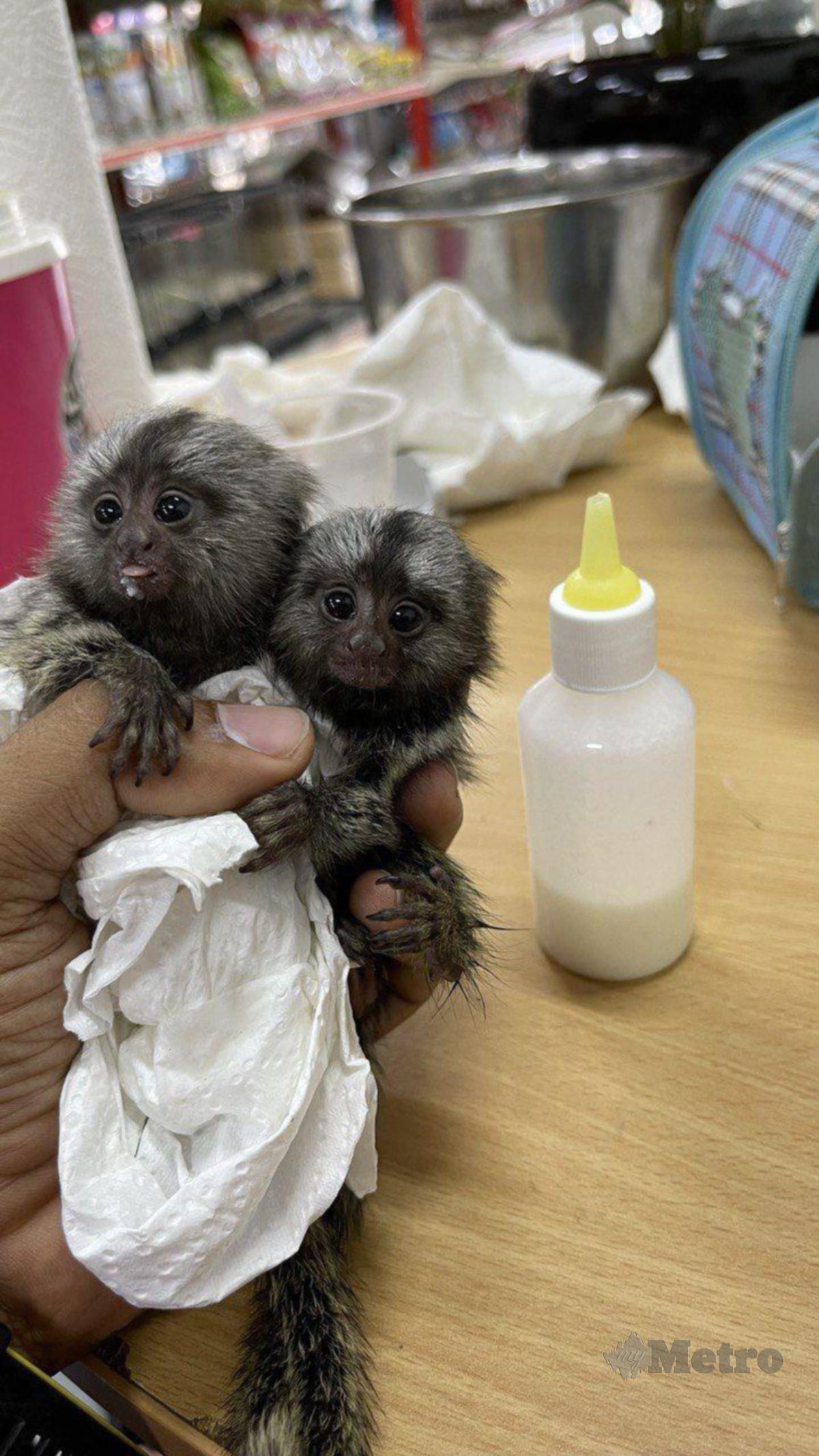 SEPASANG anak monyet terkecil dunia.