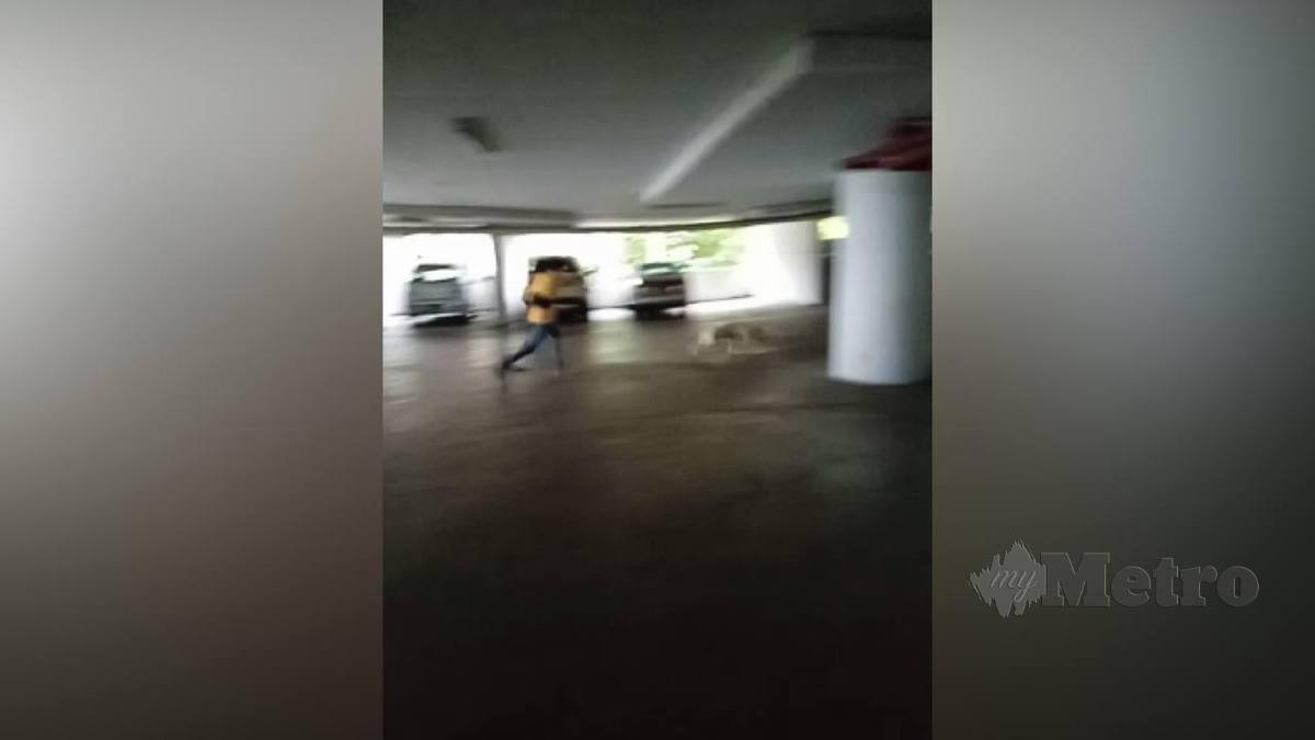 RAKAMAN video yang sempat dirakam Siti Ruhanim selepas anjing milik jiran menyerang dia serta anaknya. FOTO Ihsan Siti Ruhanim Zainon
