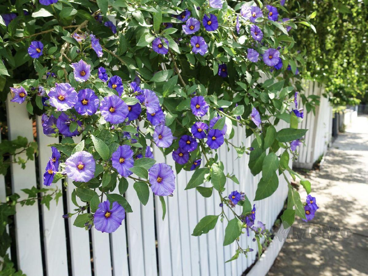 BUNGA seri pagi antara tanaman yang sering menjadi pilihan untuk menghiasi pagar kediaman. 