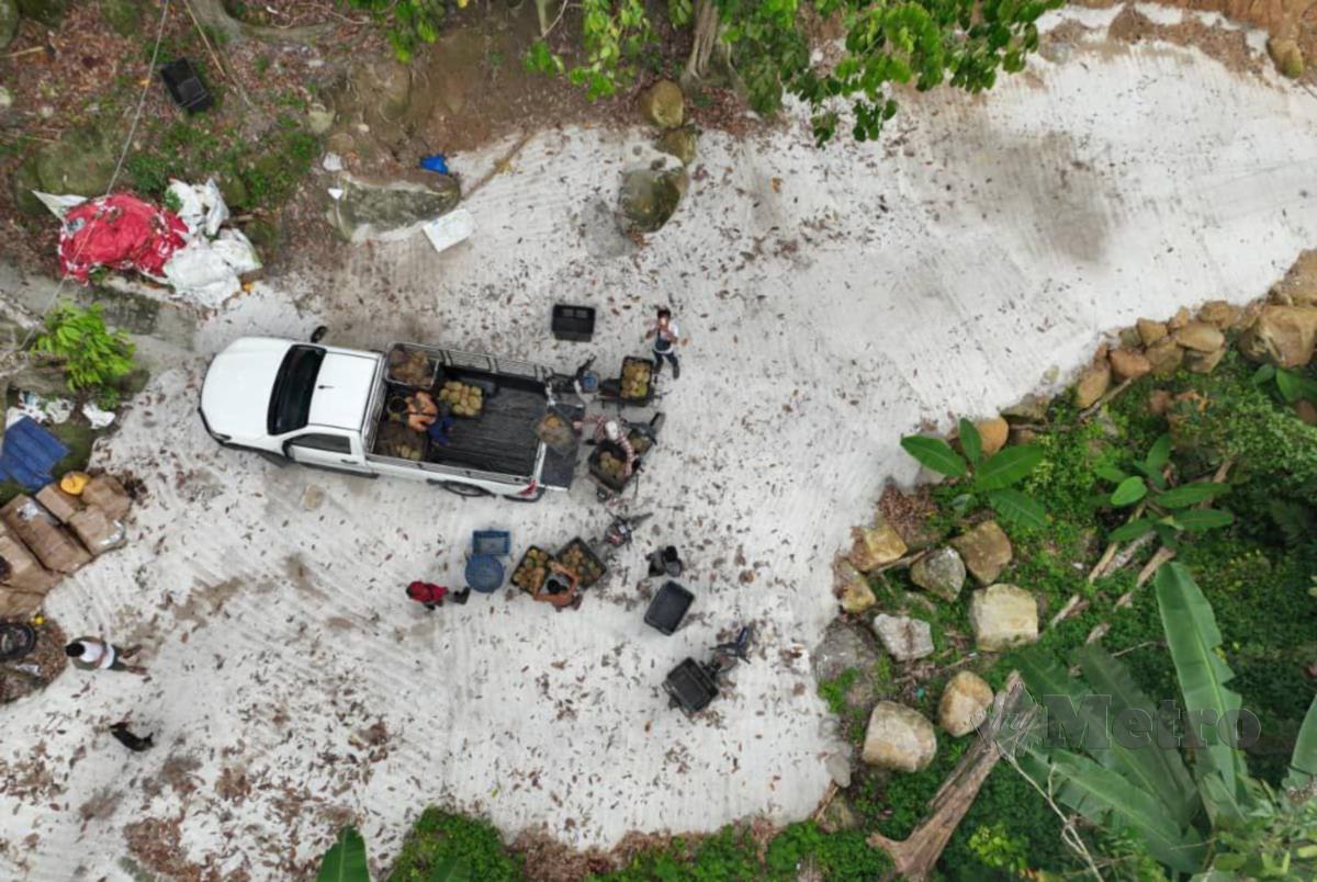 Pemandangan dari udara yang diambil menggunakan pesawat tanpa pemandu (UAV) atau dron bagi memantau dusun durian, di sini. FOTO IHSAN TAN CHEE KEAT