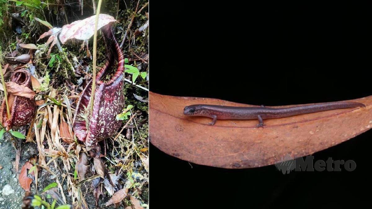 Nepenthes Rafflesiana (gambar kiri). Gambar kanan, mengkarung hutan yang memerlukan penelitian lanjut kerana berpotensi menjadi spesies baharu ditemui. FOTO Ihsan JPNJ