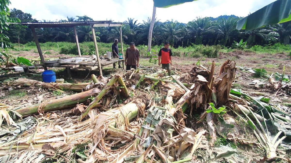 Keadaan pokok pisang yang musnah dirosakkan sekumpulan gajah di Kampung Air Putih Kemaman.  FOTO ROSLI ILHAM