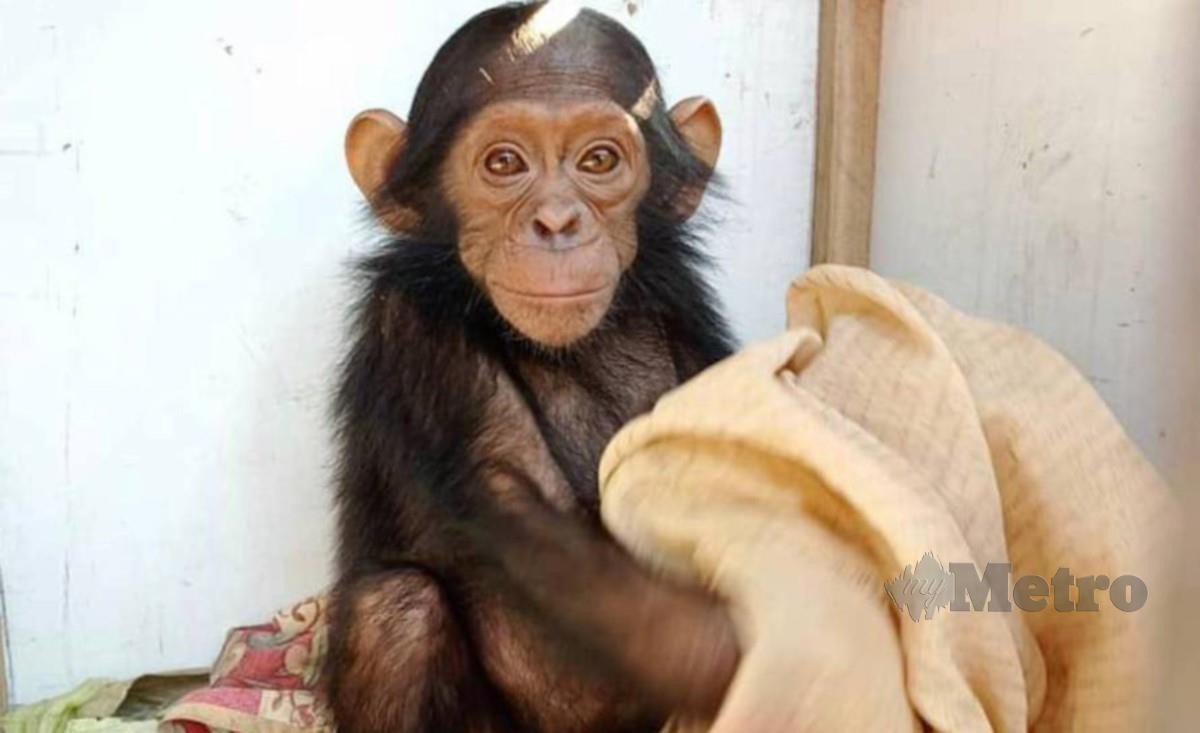 Seekor daripada anak cimpanzi yang dilarikan suspek. FOTO Agensi 