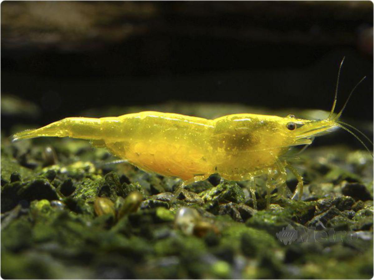 WARNA kuning terang Yellow Fire Shrimp sesuai untuk latar akuarium gelap.