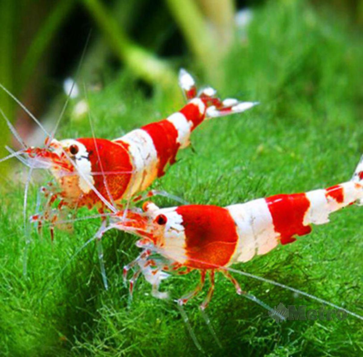 WARNA merah pada spesies Red Cherry Shrimp menaikkan seri akuarium.