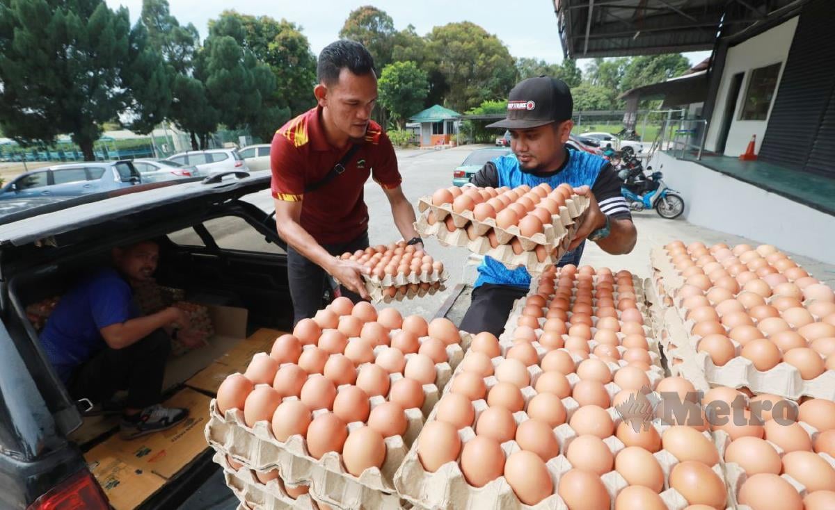 Lembaga Pemasaran Pertanian Persekutuan (FAMA) Pahang menerima sebanyak 51,000 biji telur ayam gred A, B dan C untuk diedarkan kepada pengguna bagi menampung bekalan yang berkurangan. FOTO MOHD RAFI MAMAT