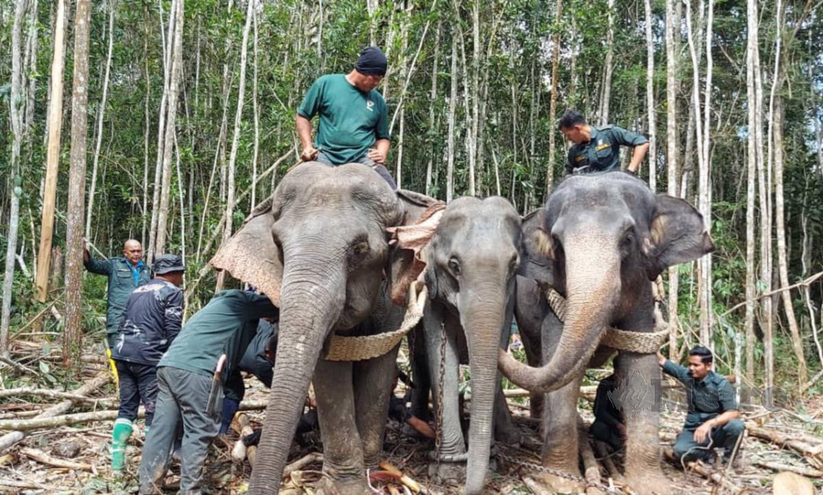 Operasi memindahkan gajah betina dilakukan kakitangan Pusat Konservasi Gajah Kebangsaan (PKGK) Kuala Gandah Lanchang di Hutan Simpan Kemasul. FOTO IHSAN PKGK
