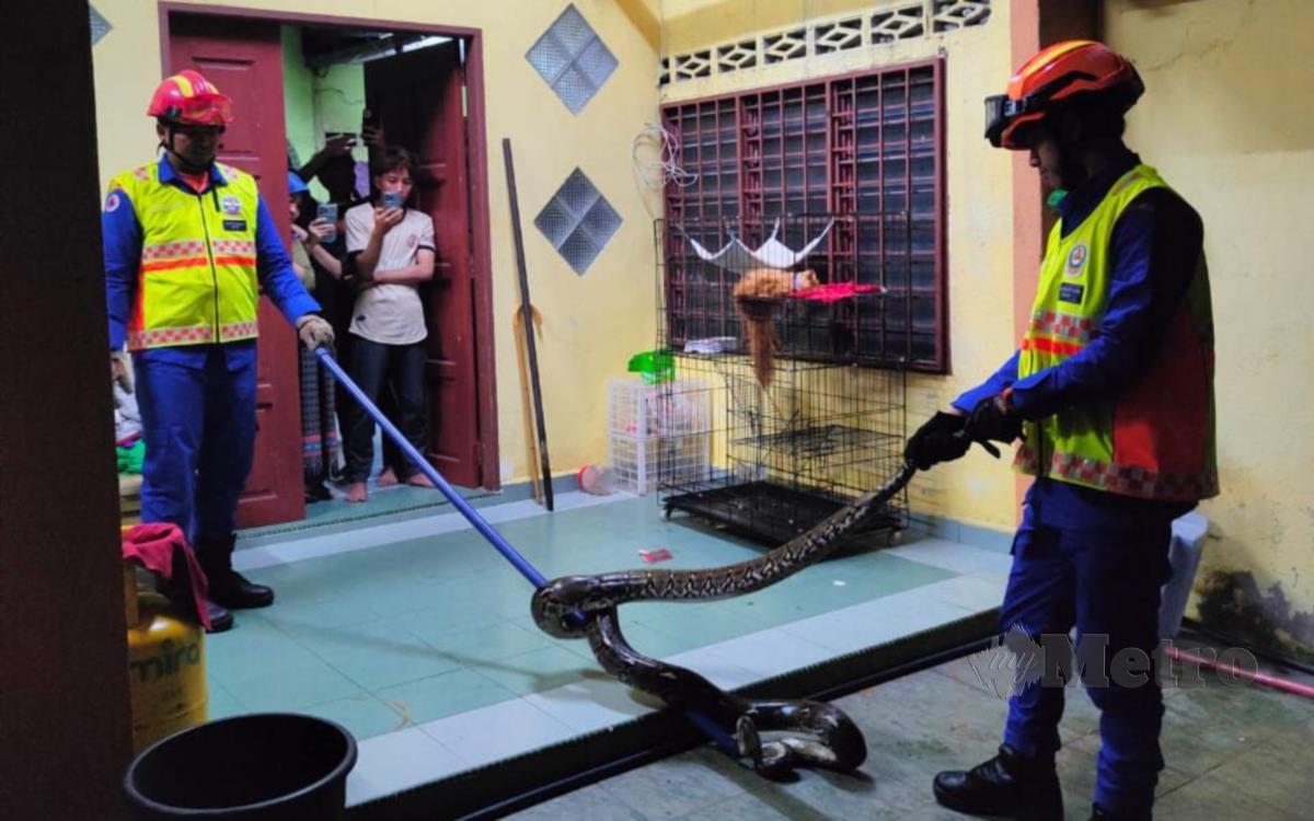Anggota Angkatan Pertahanan Awam Malaysia (APM) Daerah Kuala Selangor menangkap ular sawa di dalam sangkar kucing di sebuah rumah di Batu 3, awal pagi hari ini. FOTO IHSAN APM KUALA SELANGOR