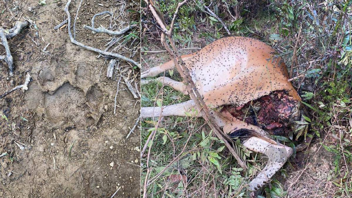 BANGKAI lembu betina yang ditemukan penduduk. Gambar kiri, kesan tapak kaki harimau yang ditemukan berdekatan lokasi kejadian. FOTO Ihsan Penduduk 
