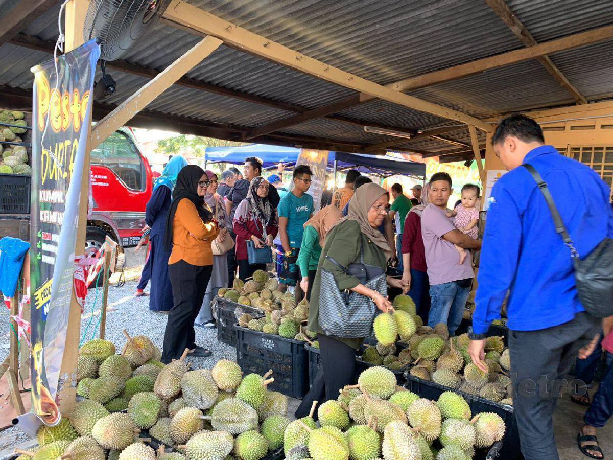 Bekalan durian disediakan di gerai Mohamed Hanif untuk orang ramai makan percuma. FOTO Ali Iqbal
