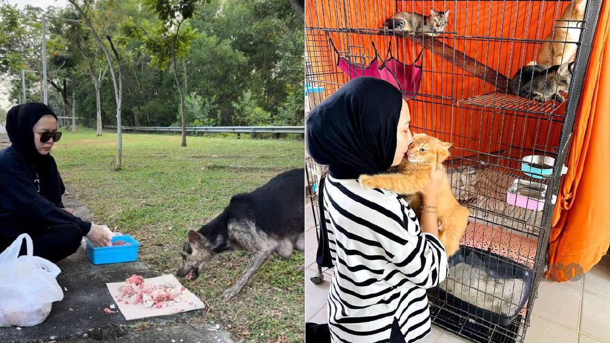 NOOR Liyana memberi makanan kepada anjing dan kucing jalanan selain menjaga kucing jalanan yang sakit di rumah. FOTO Ihsan Noor Liyana Mohd Hussain