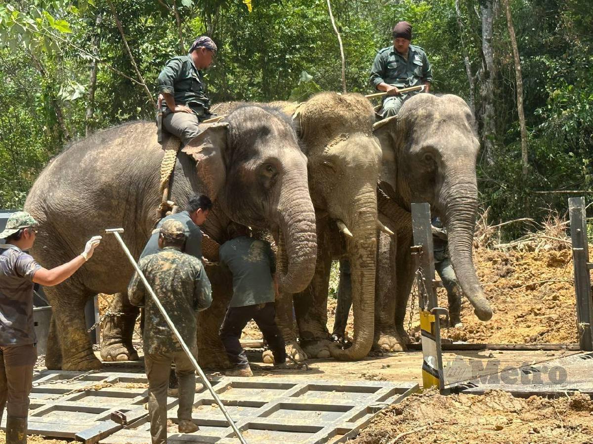 Gajah liar diberi nama Pok Mudo Subong diapit oleh Abot (kanan) dan Rambai (kiri) untuk dipindahkan oleh Perhilitan. FOTO Paya Linda Yahya