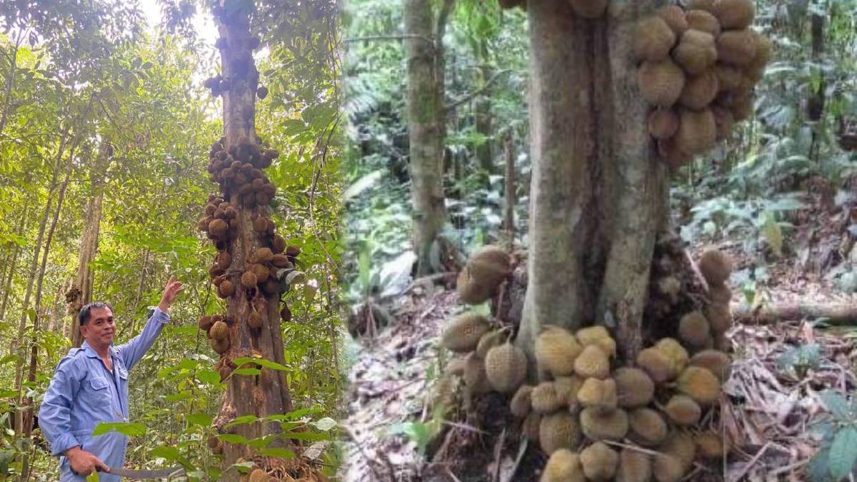 PENDUDUK Kampung Tanah Paya Langkap, Limbang, Jaifani, menunjukkan durian kura-kura di kebun bapanya, Mokti Randayun. FOTO Ihsan Sukirny Mokti