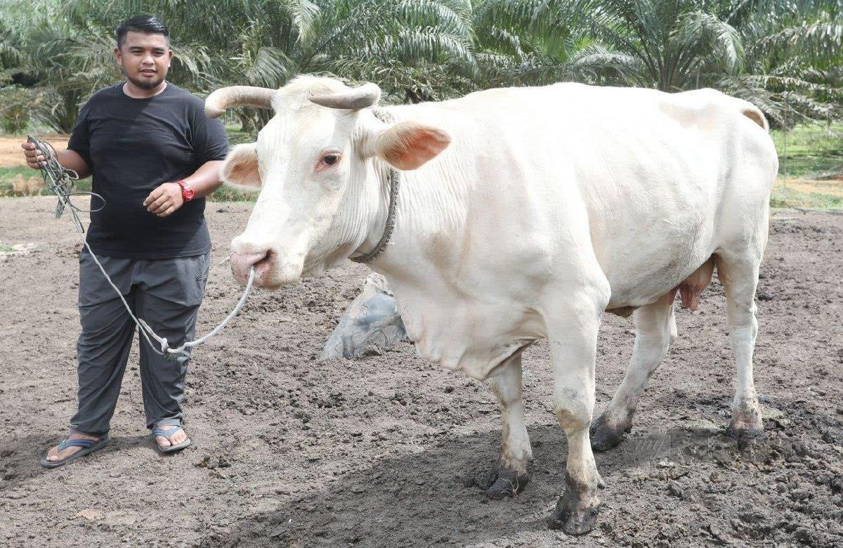 MOHD Khairi bersama lembu sado baka charolais miliknya. FOTO Mohd Rafi Mamat