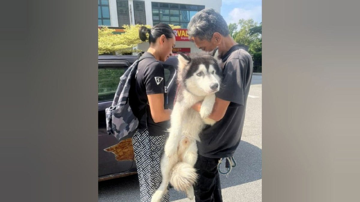 RAKAMAN gambar orang awam menyelamatkan anjing Husky yang didera dan dihantar ke klinik haiwan swasta di Kota Damansara. FOTO tular/Instagram Shimaaris