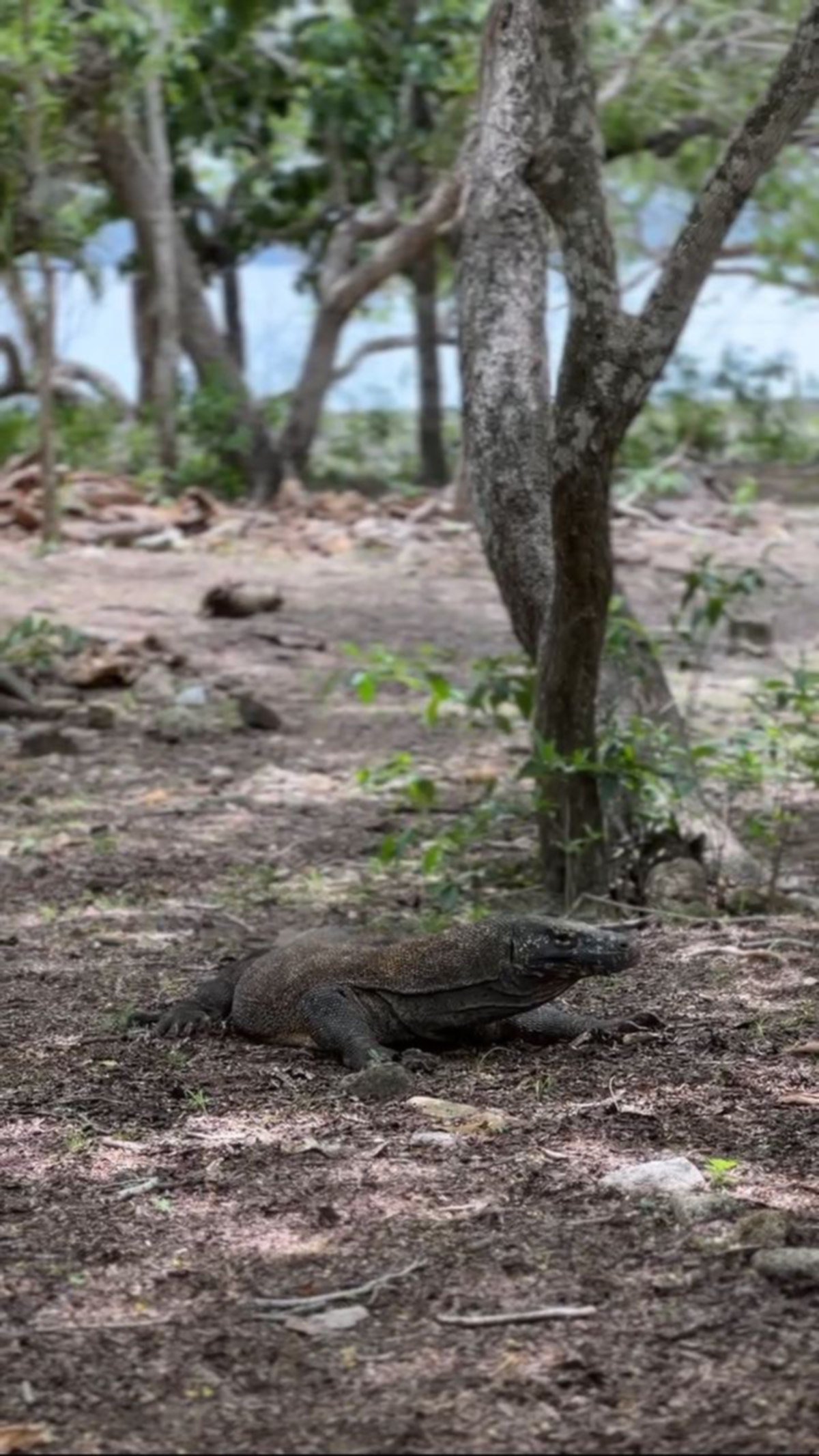PENULIS turut menyaksikan sendiri haiwan komodo di Komodo National Park Indonesia.