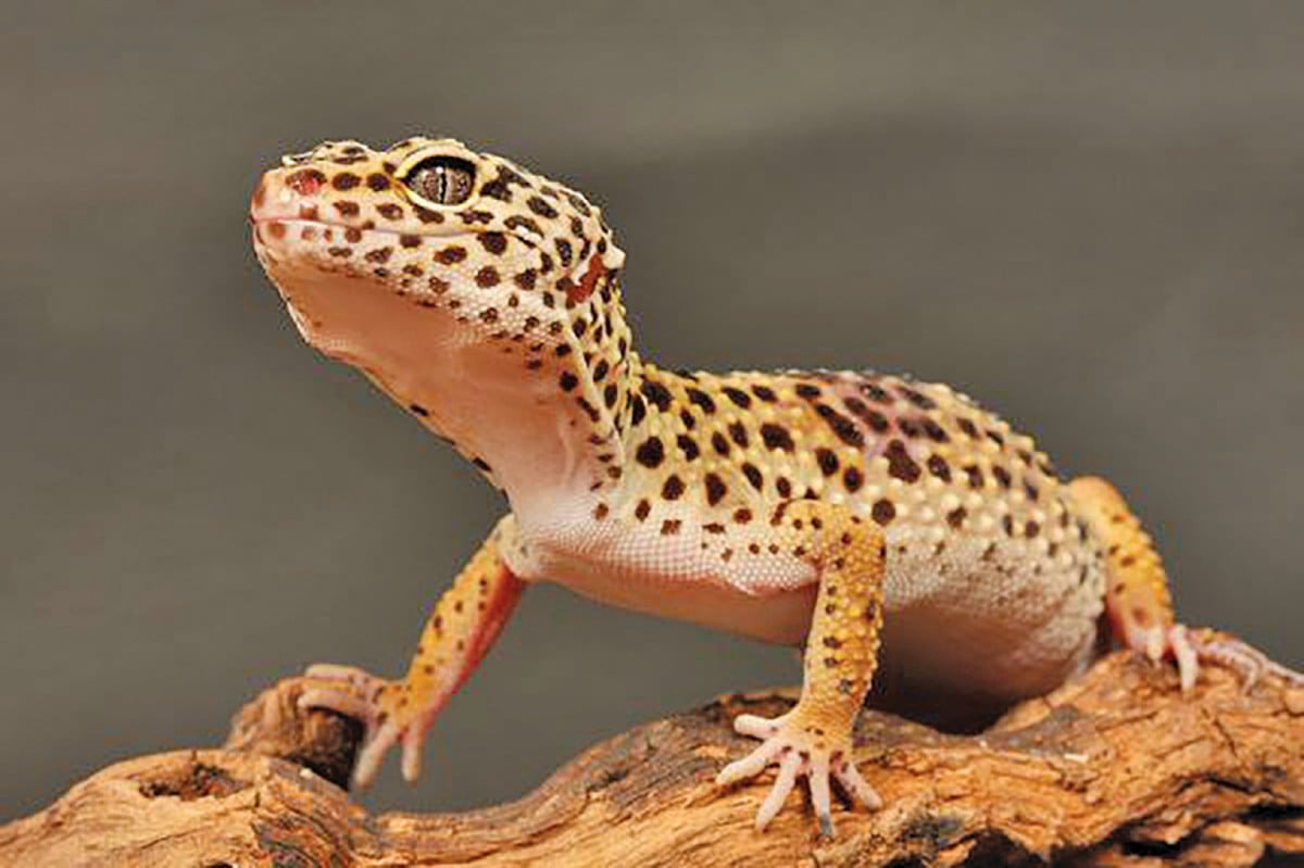 MATA leopard geckos yang menarik perhatian. - FOTO Pexels