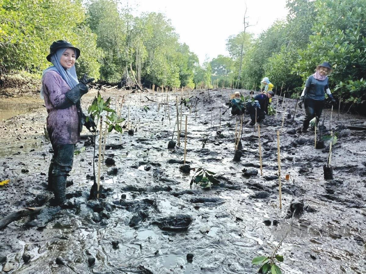 PENANAMAN pokok bakau  untuk memelihara semula ekosistem di kawasan sungai akibat kegiatan penerokaan haram.