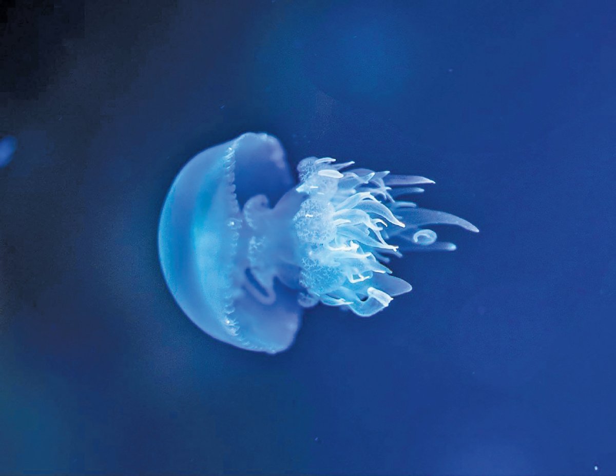 OBOR-obor 'blubber' biru sesuai dibela dalam akuarium.