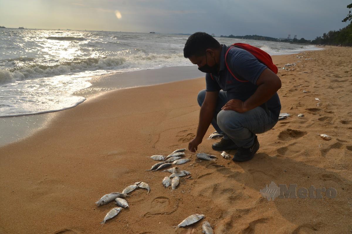 MOHD Shafiq melihat bangkai ikan pias yang terdampar. FOTO Hassan Omar