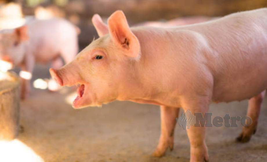 4 7 juta babi  dihapus bendung wabak Harian Metro