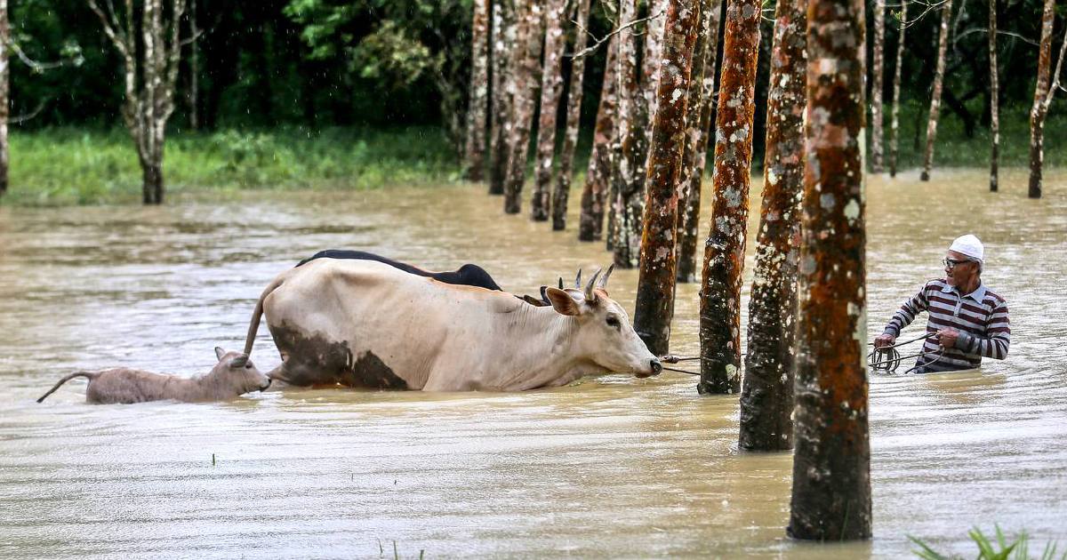 Redah banjir 2 km, pindahkan lembu, kambing