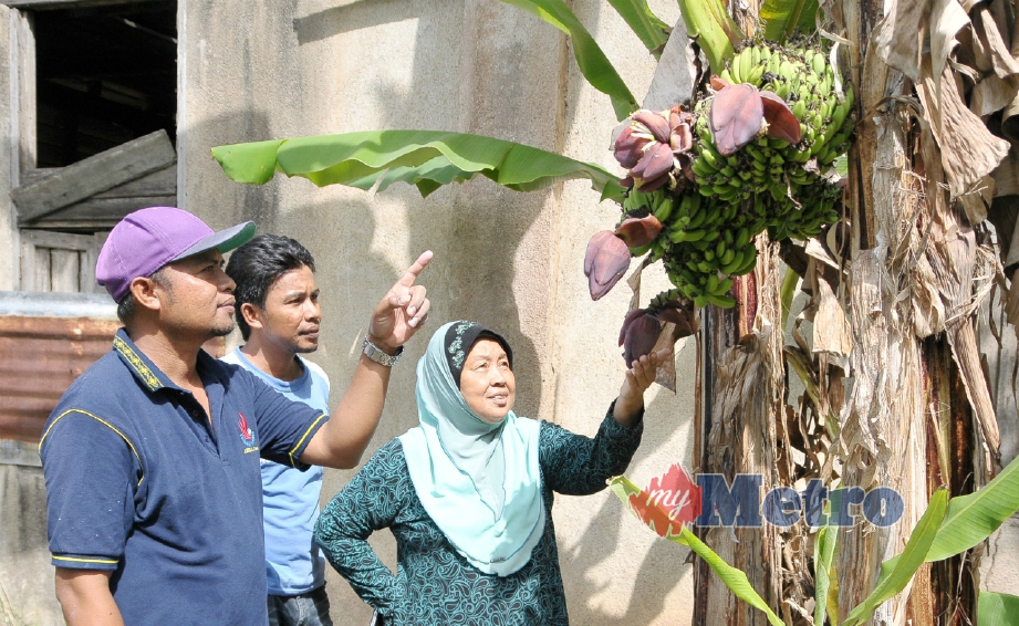 ORANG ramai tidak melepaskan peluang melihat pokok pisang embun memiliki lapan jantung di Kampung Gentam, Kuala Pilah. FOTO Amran Yahya