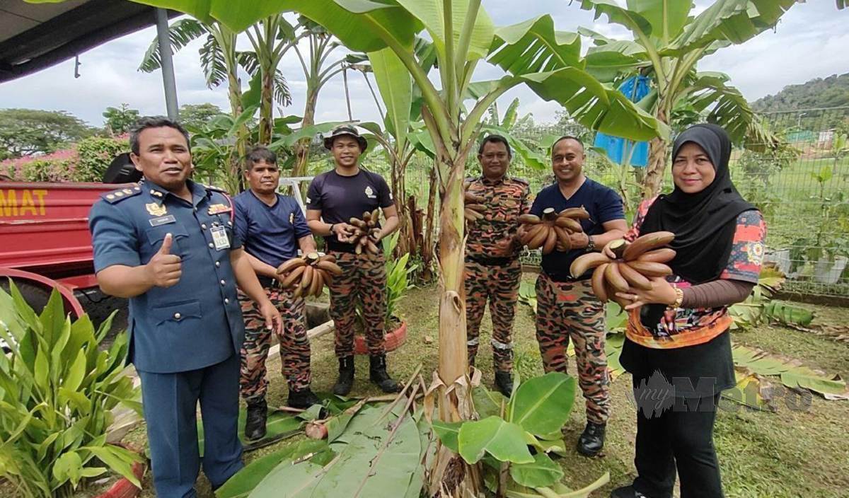 SAYANI (kanan) bersama pegawai dan anggota BBP Pokok Sena dengan hasil pisang udang merah yang kawasan kebun diusahakan di belakang balai berkenaan. FOTO Zuliaty Zulkiffli