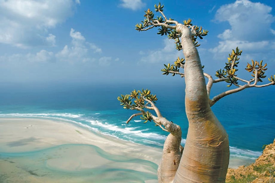 PULAU Socotra juga terkenal dengan pantainya yang cantik. FOTO Agensi 