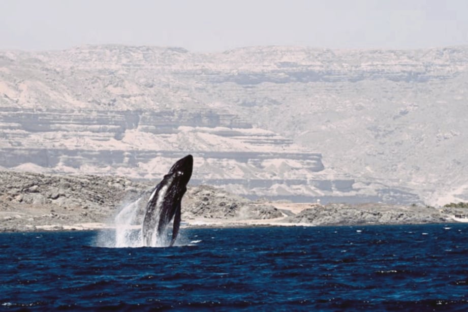SEEKOR ikan paus melompat keluar dari laut yang dirakam 