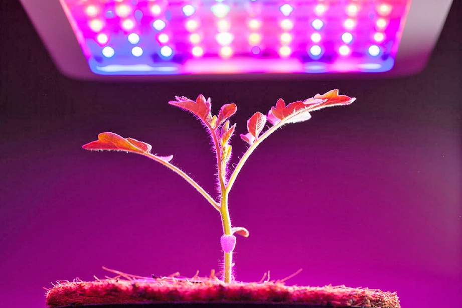 PENGGUNAAN cahaya tiruan untuk memberi pencayahaan kepada tumbuhan di dalam rumah. FOTO Sumber Google