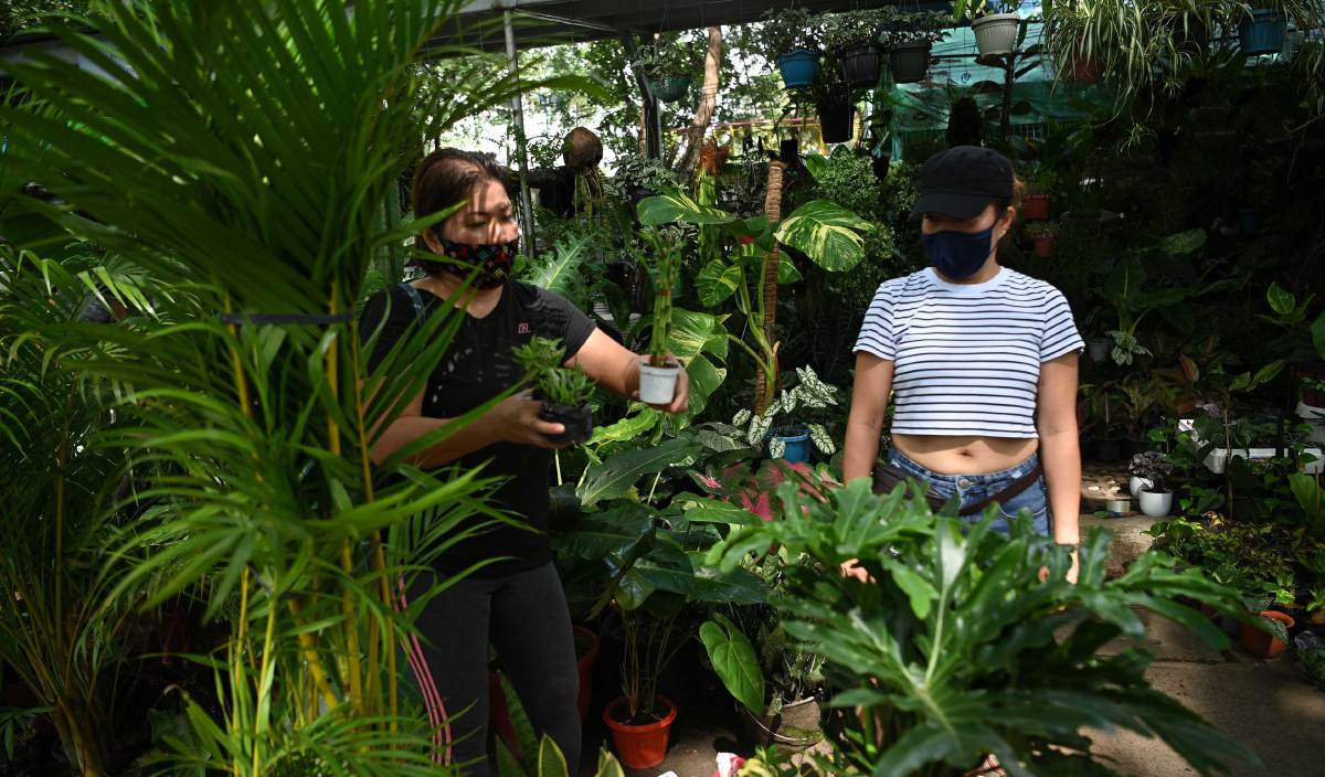 PENGUNJUNG membeli pokok hiasan di nurseri, Manila. FOTO AFP