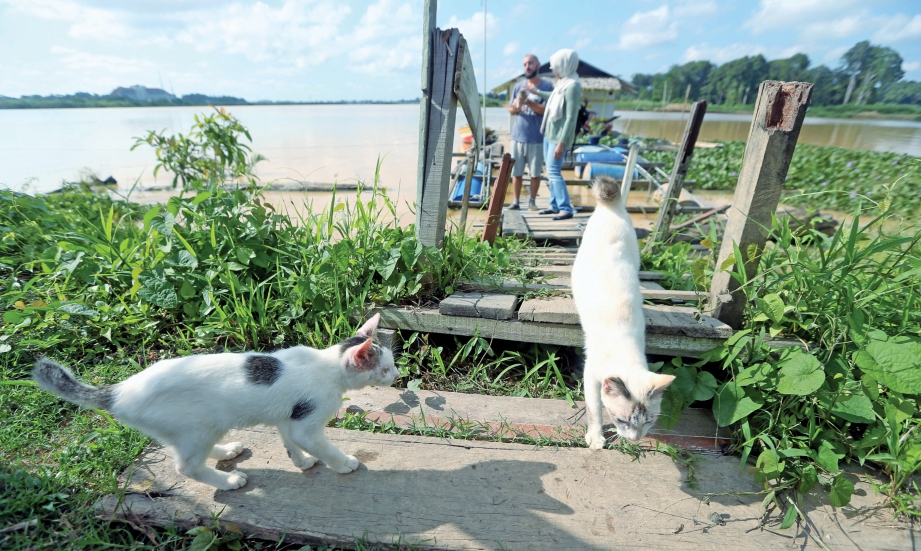 ANTARA kucing terbiar yang ditempatkan dan dipelihara di Meaw Island.