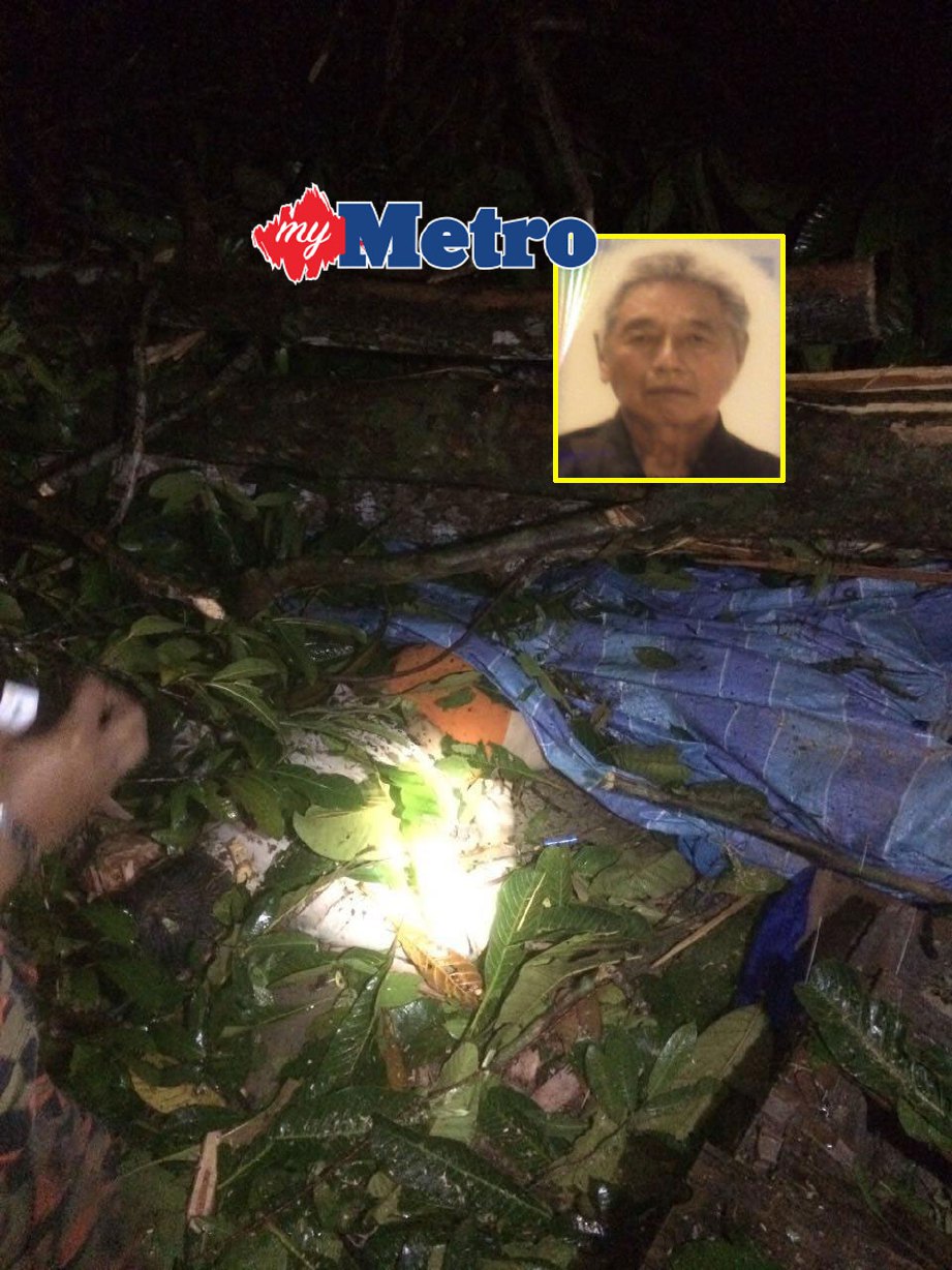 Teoh Ah Tiu, 66, meninggal dunia di lokasi kejadian akibat tersepit di celah pokok yang tumbang. FOTO ihsan PDRM