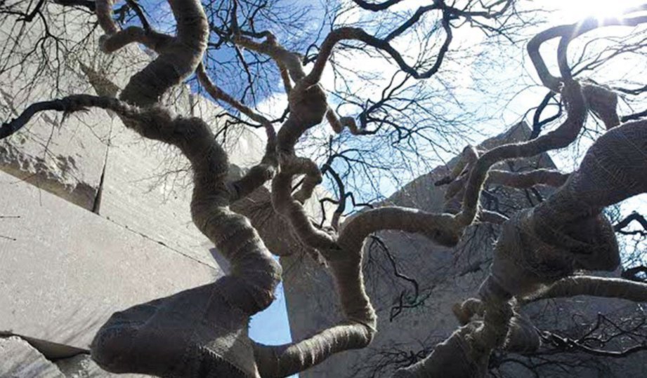 PELBAGAI karakter pokok di Tree Museum dan ada yang berusia lebih 100 tahun.