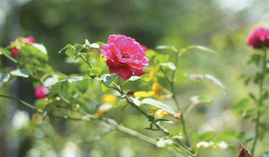 ROS menjadi bunga kegemaran Rohani.