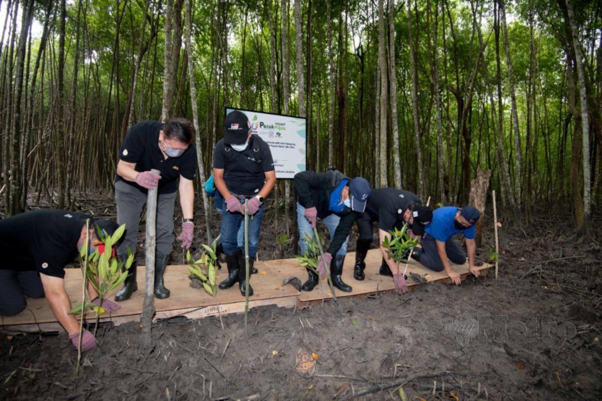 SUKARELAWAN UMWT dan Persatuan Pencinta Alam Malaysia menanam anak pokok bakau minyak di Taman Semula Jadi Kuala Selangor. FOTO ihsan UMWT