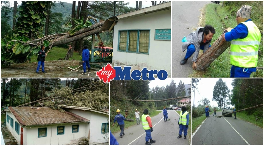 Anggota APM mengalihkan pokok tumbang di Kundasang. FOTO ihsan APM