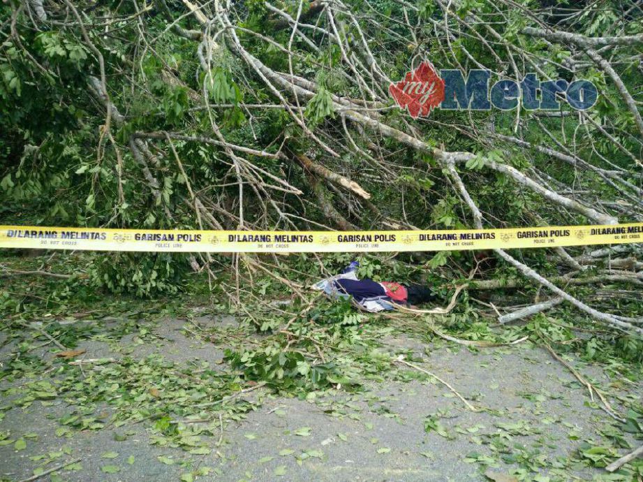 C Ganesan maut dihempap pokok getah yang tumbang di Jalan Gapam- Bemban, Melaka Tengah, hari ini. FOTO Nur Saliawati Salberi