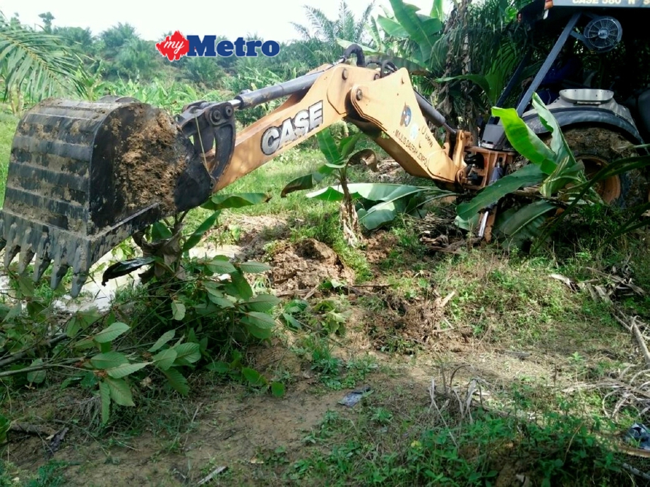 1,000 pokok ketum dimusnahkan  Harian Metro