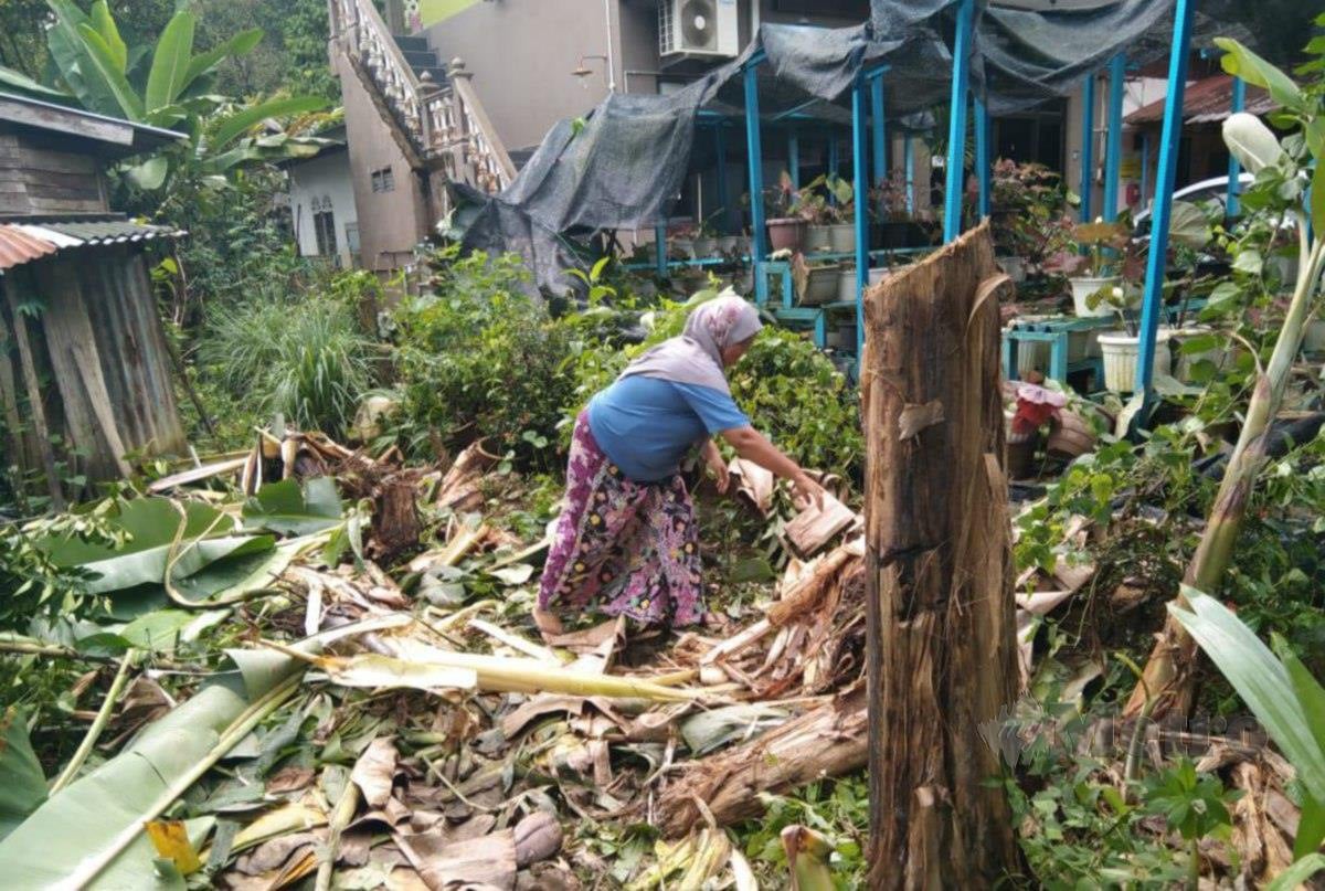 NOR Aliza melihat pokok pisang di perkarangan rumahnya yang dirosakkan gajah. FOTO Nazdy Harun