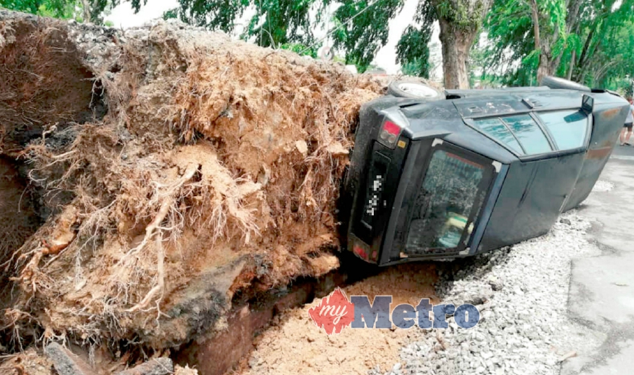 POKOK hiasan sebesar tiga pemeluk di Lebuhraya Sultan Abdul Halim, Alor Setar tumbang menyebabkan kereta Proton Iswara terbalik selepas hujan lebat, hari ini. FOTO Zuliaty Zulkiffli.