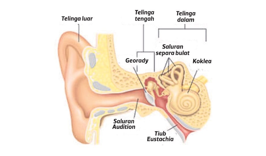 ANATOMI telinga.