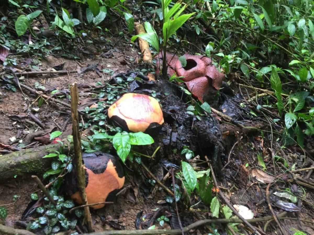 BUNGA Rafflesia yang belum berkembang di kawasan pelancongan itu di Pos Brooke, berdepan kemusnahan di sodok pekebun sayur. FOTO RAMLI IBRAHIM