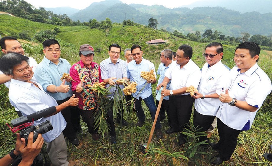 AHMAD Shabery (tujuh dari kiri) dan Liow (lima dari kiri) melawat ladang tanaman halia Bentong.