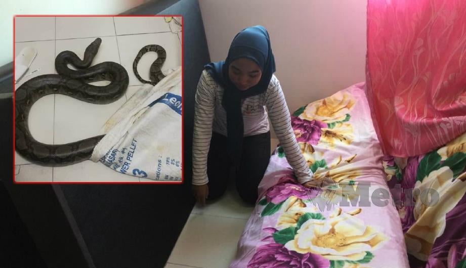 NUR Aliya Aqilla , menunjukkan lokasi ular ditemui di dalam biliknya di Tingkat 14 PPR Padang Hiliran, Kuala Terengganu, hari ini. (Gambar kecil) ular sawa yang berjaya ditangkap anggota bomba. FOTO ihsan pembaca. 