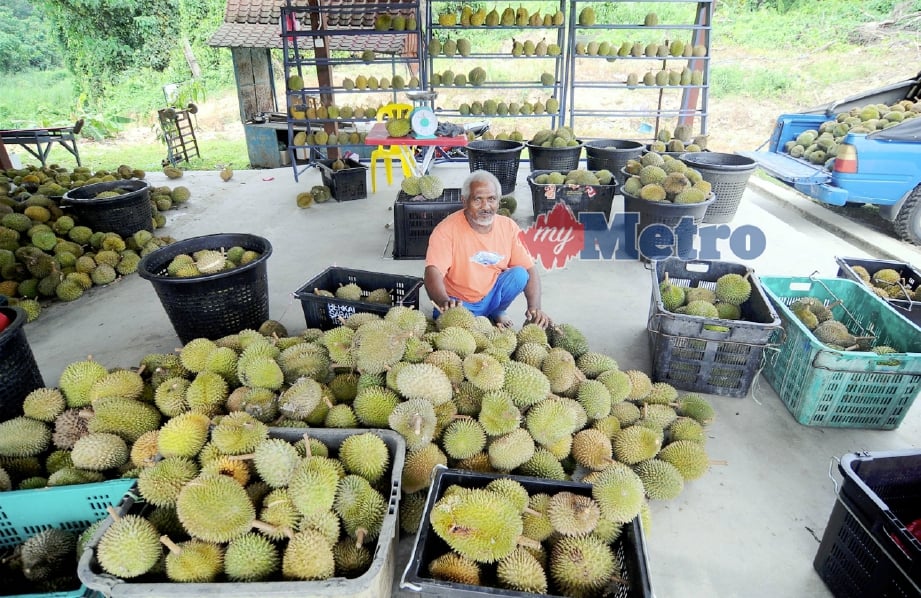 POK Tar menjadi peraih durian utama di Jerantut sejak 10 tahun lalu dan mampu menjual sekitar 700kg hingga 1,000kg sehari di pusat pengumpulannya di Pekan Damak. FOTO Nazirul Roselan.