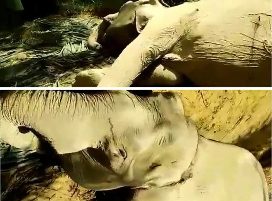 Gajah pygmy betina yang mati dipercayai ditembak di sebuah ladang kelapa sawit berhampiran Hutan Simpan Malua, Kinabatangan. - Foto Ihsan Pembaca