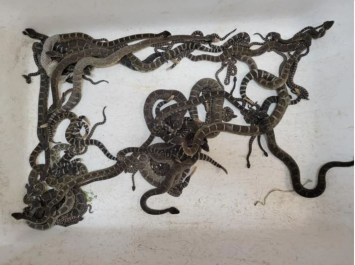 SEJUMLAH ular yang ditemui di bawah sebuah rumah di Sonomo County. FOTO SCRR.